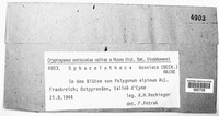 Microbotryum bosniacum image
